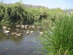 Los Angeles River at Taylor Yard